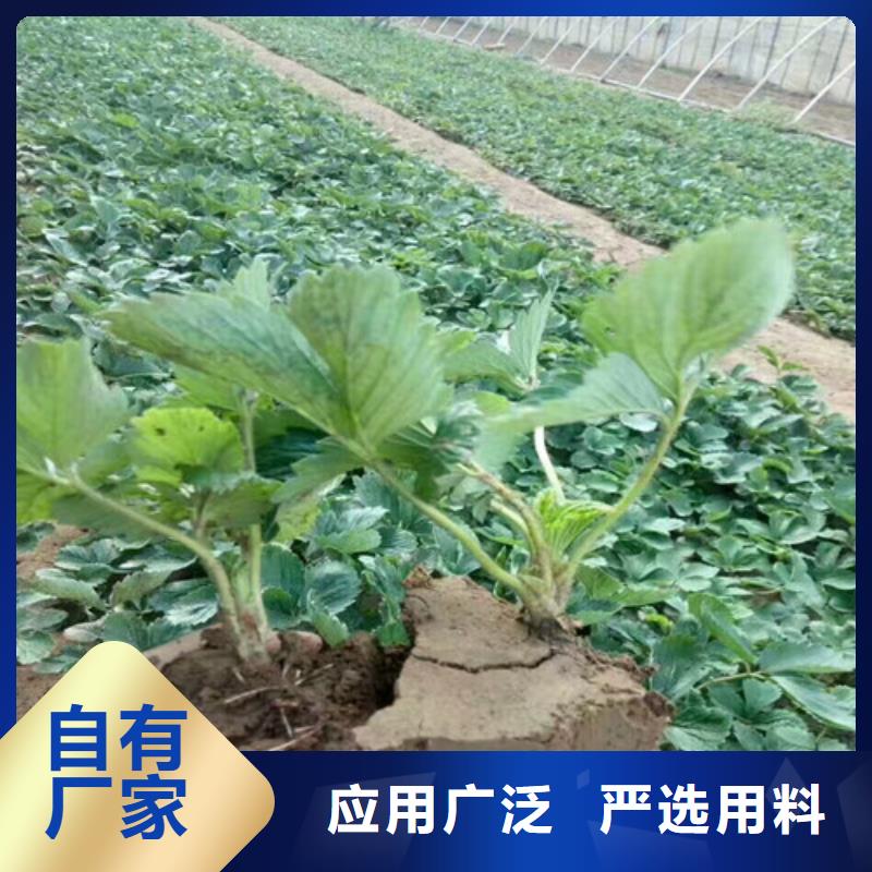 草莓苗油桃树苗质量检测