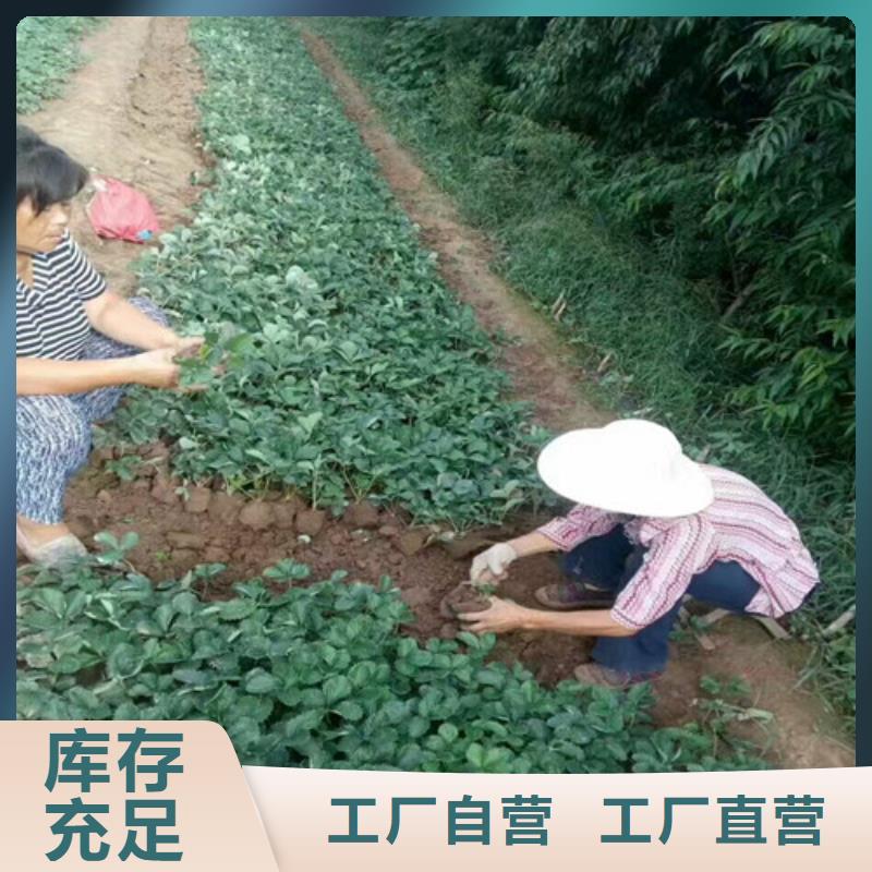 草莓苗黄宝石梨树苗量少也做