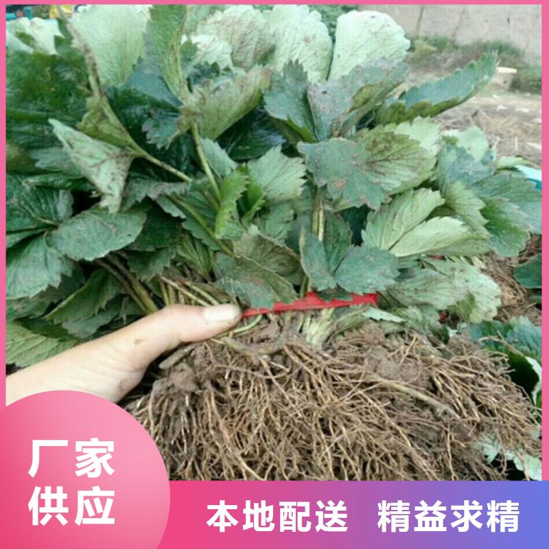 草莓苗,冬桃树苗应用范围广泛