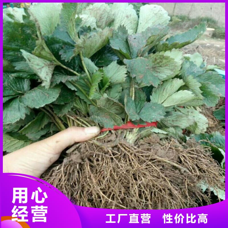 草莓苗_大棚草莓苗源头厂家