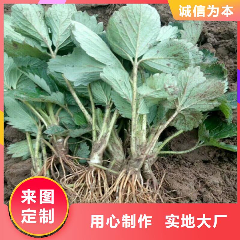 【草莓苗,樱桃苗根据要求定制】