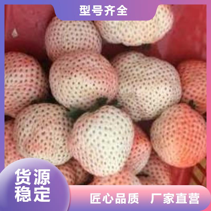 草莓苗桃树苗量大从优