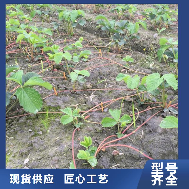 【草莓苗蓝宝石葡萄苗价格实惠】