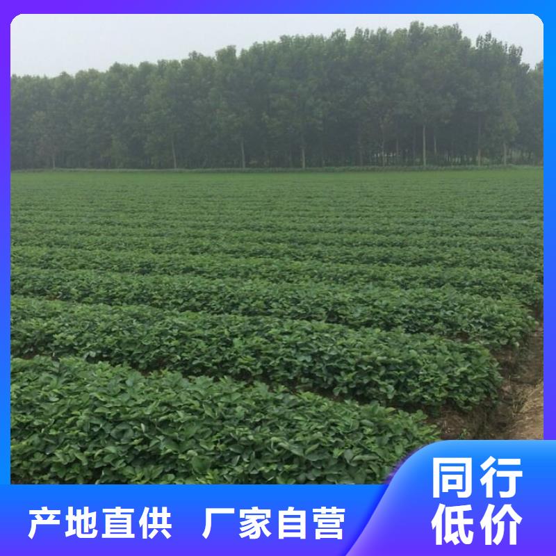 草莓苗【葡萄苗】实体厂家大量现货