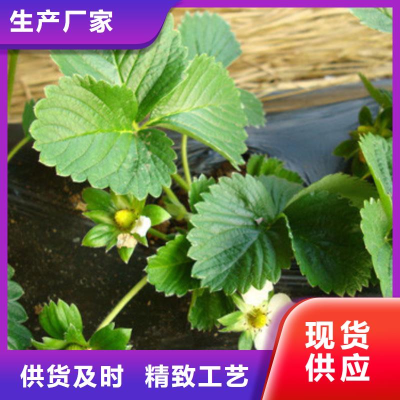 【草莓苗桃树苗您想要的我们都有】