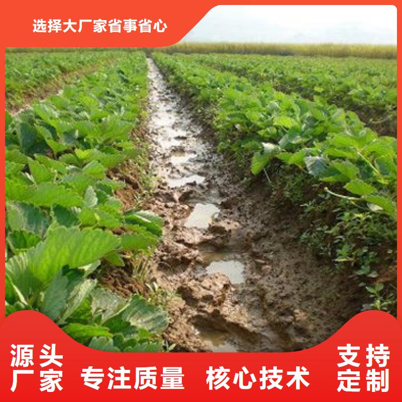 【草莓苗】毛蟠桃树苗基地产品优良