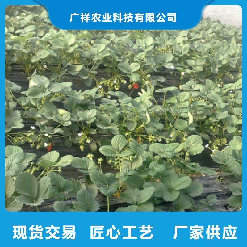 【草莓苗大棚草莓苗我们更专业】