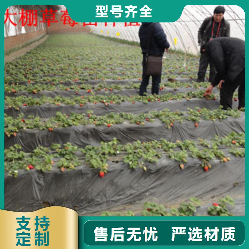 草莓苗【大棚草莓苗】工厂采购