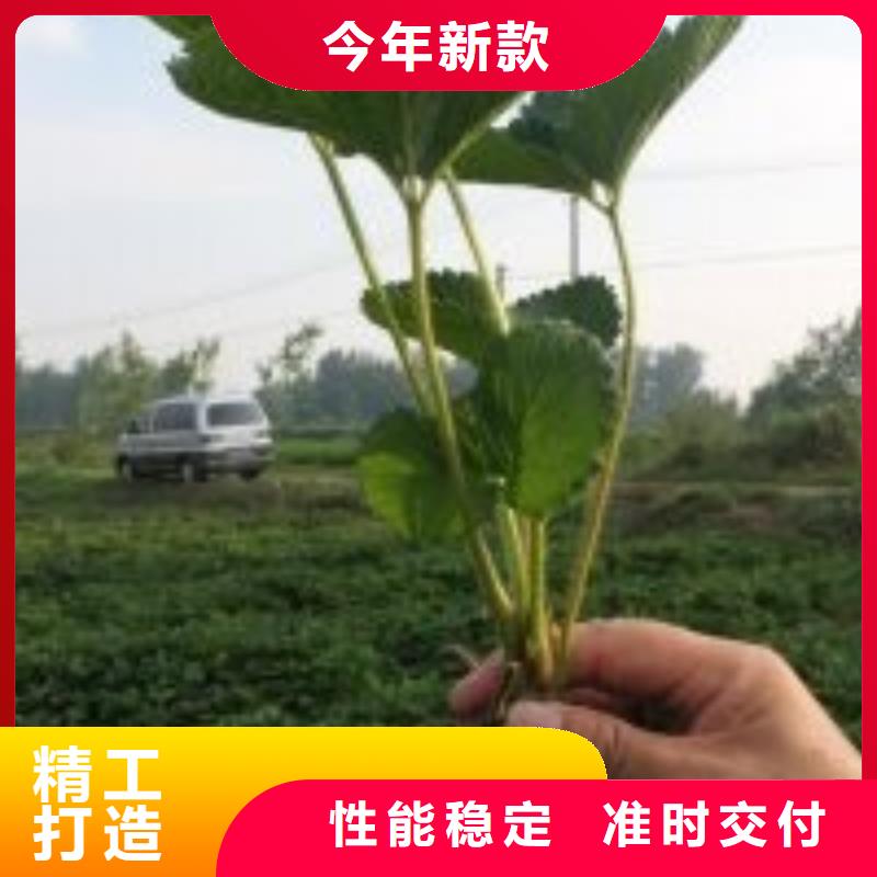 草莓苗梨树苗基地一站式采购商