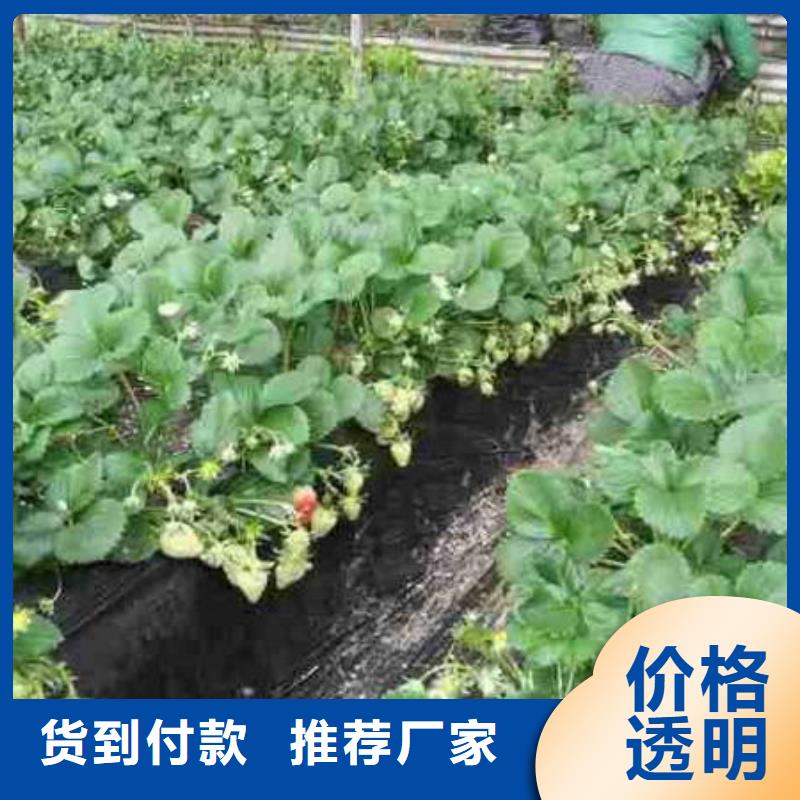 【草莓苗】黄金苹果树苗基地生产经验丰富