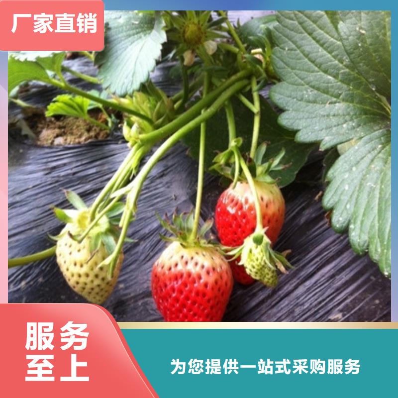 【草莓苗草莓苗价格源头厂家经验丰富】