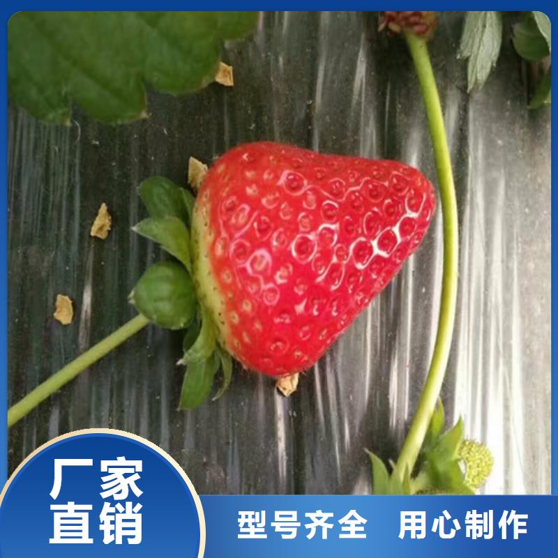 草莓苗【葡萄苗】实体厂家大量现货