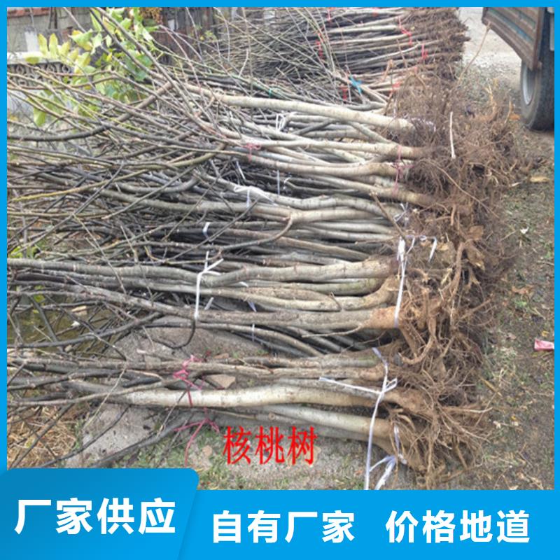 核桃苗_吉塞拉6号砧木老品牌厂家