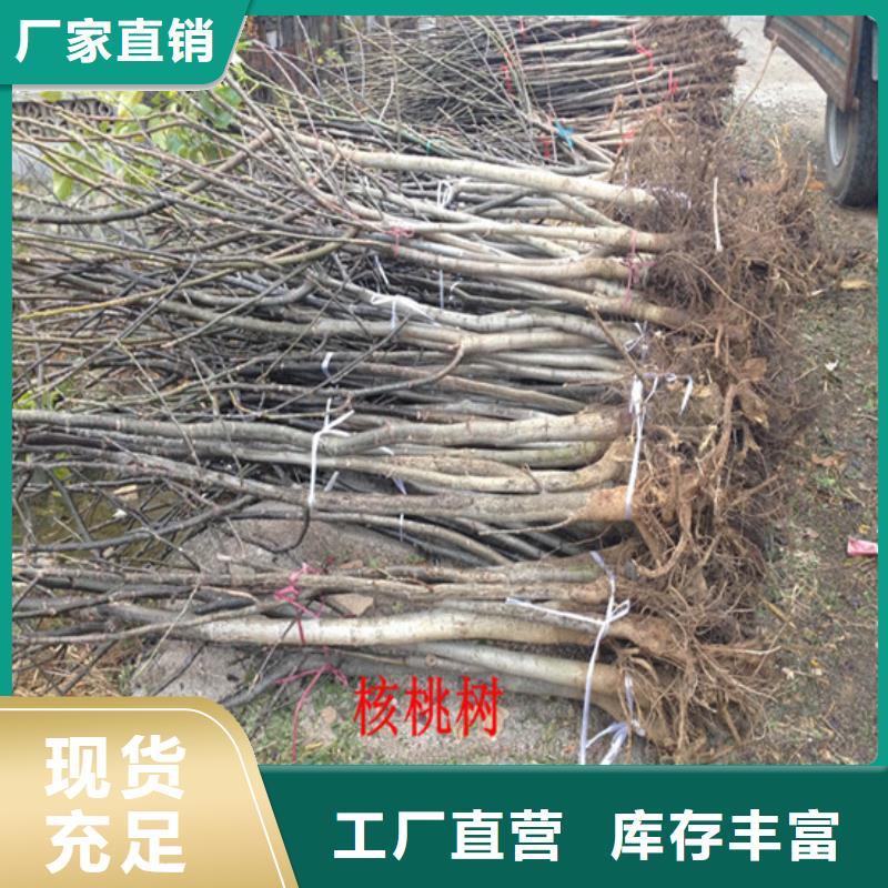 核桃苗苹果苗好品质选我们