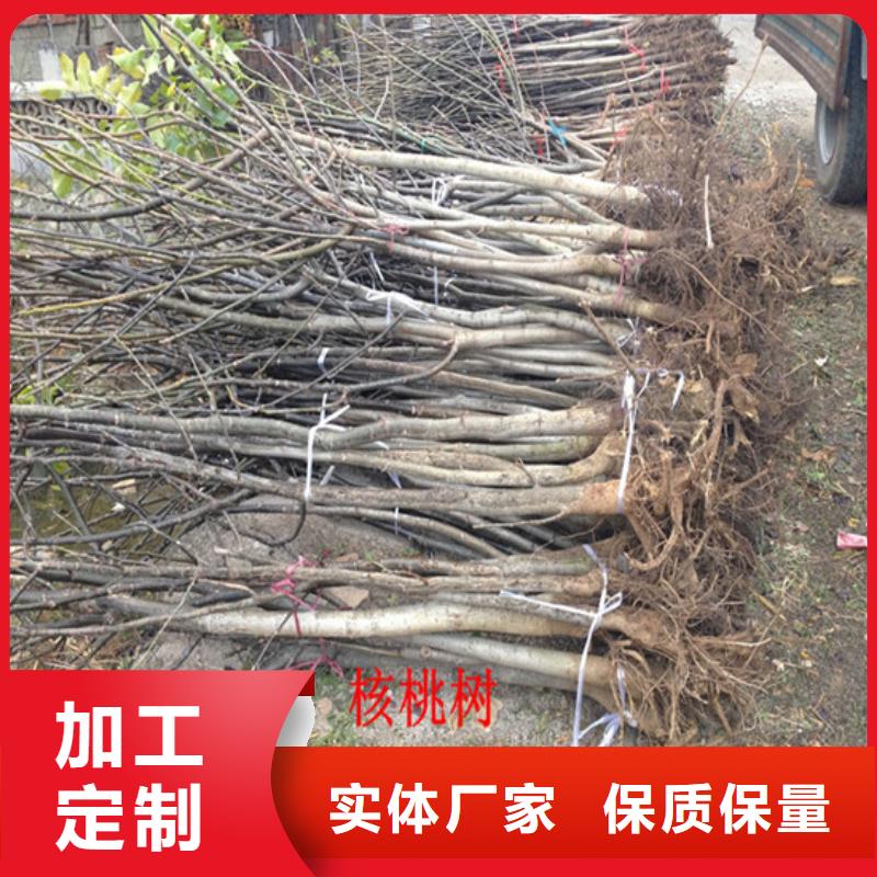 核桃苗黑珍珠草莓苗实力才是硬道理