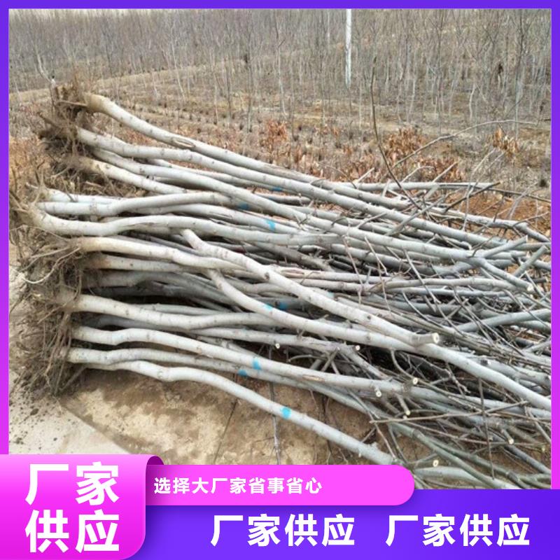 【核桃苗】草莓苗价格畅销当地