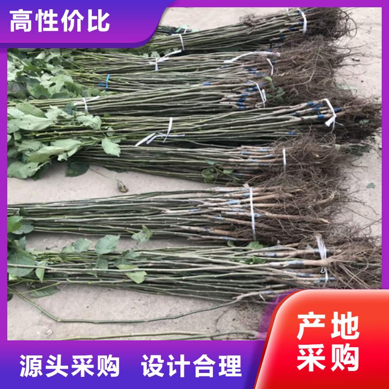 核桃苗苹果苗好品质选我们