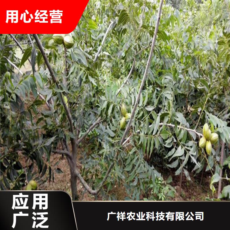 核桃苗果树苗批发基地专业设计