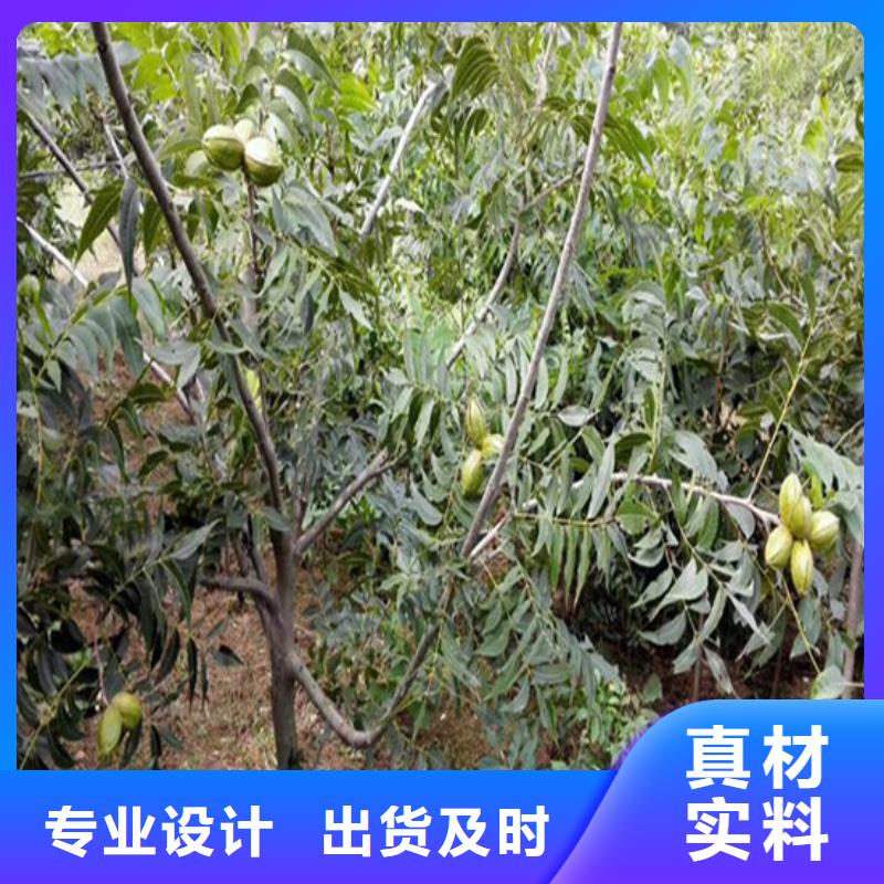 核桃苗梨树苗基地经验丰富质量放心