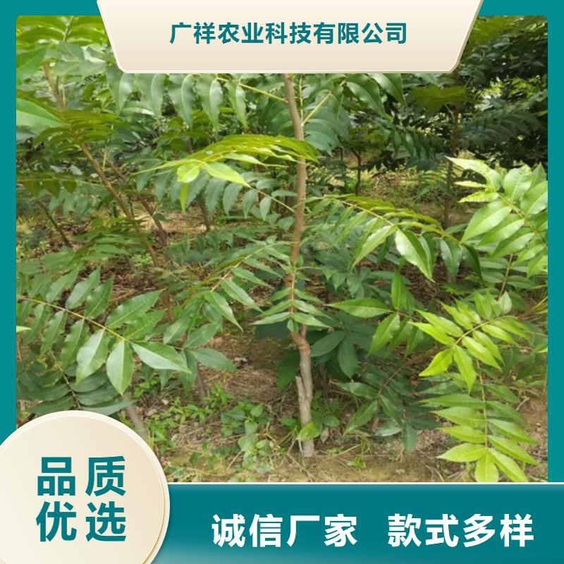 核桃苗-香梨树苗老品牌厂家