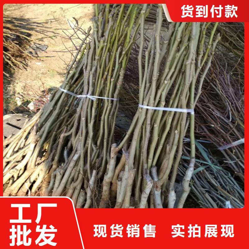 核桃苗梨树苗基地经验丰富质量放心