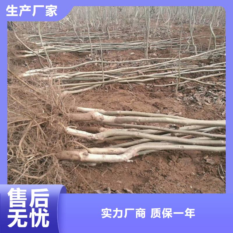 核桃苗【梨树苗基地】量大更优惠