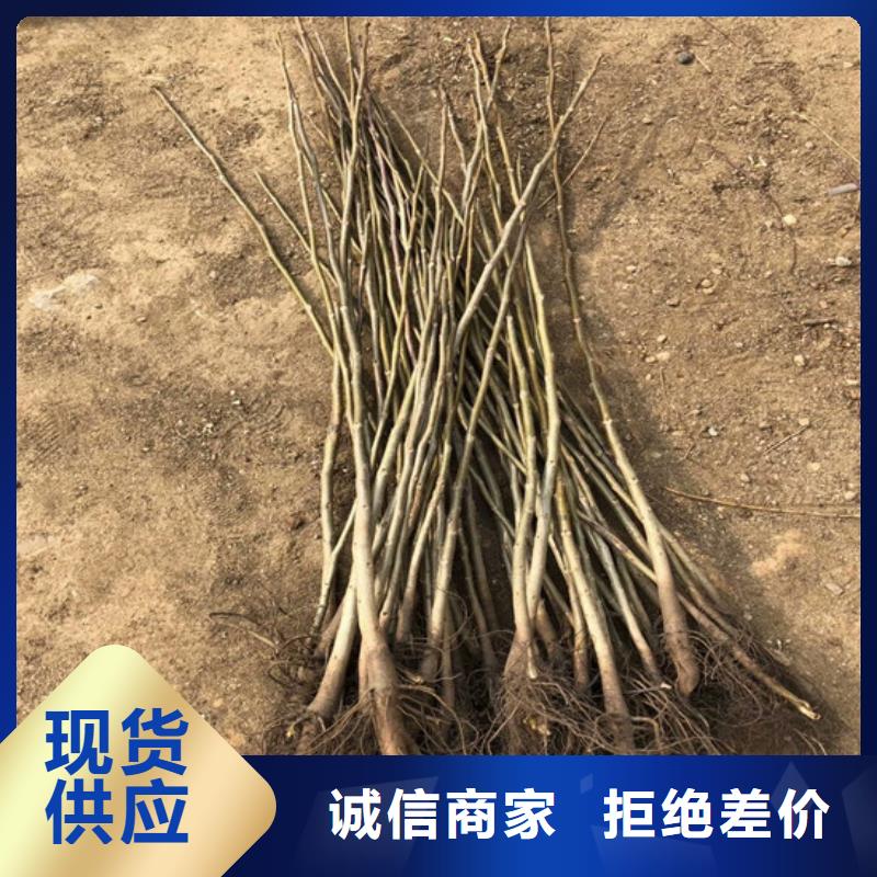 【核桃苗】草莓苗价格畅销当地