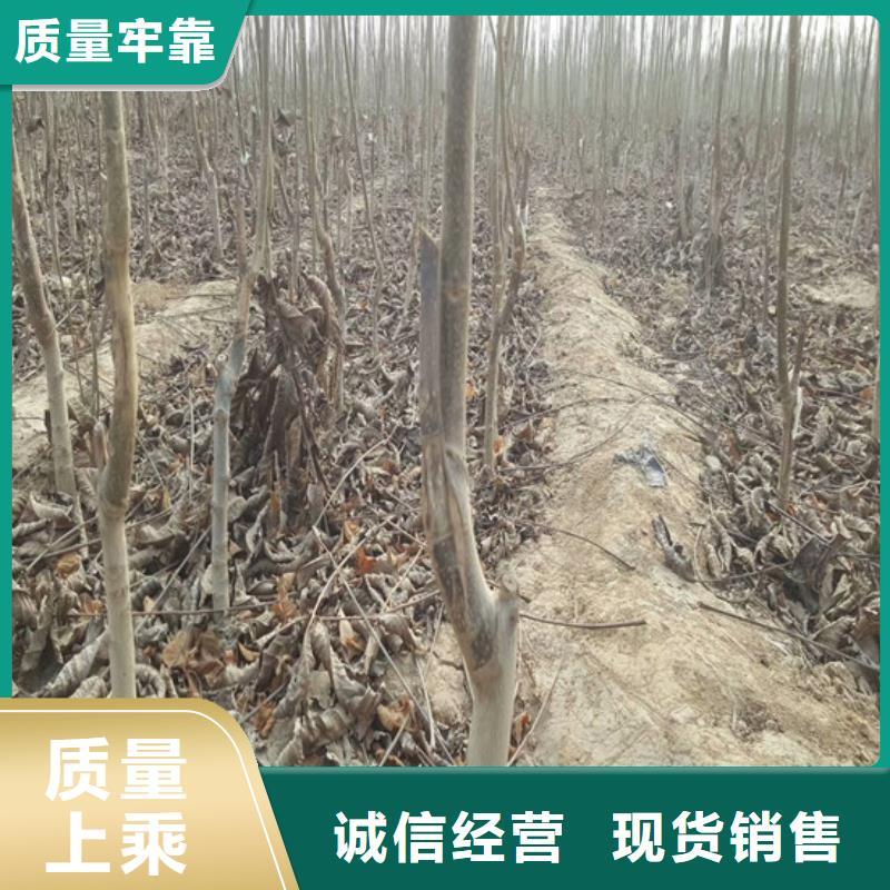 【核桃苗】无花果树苗联系厂家