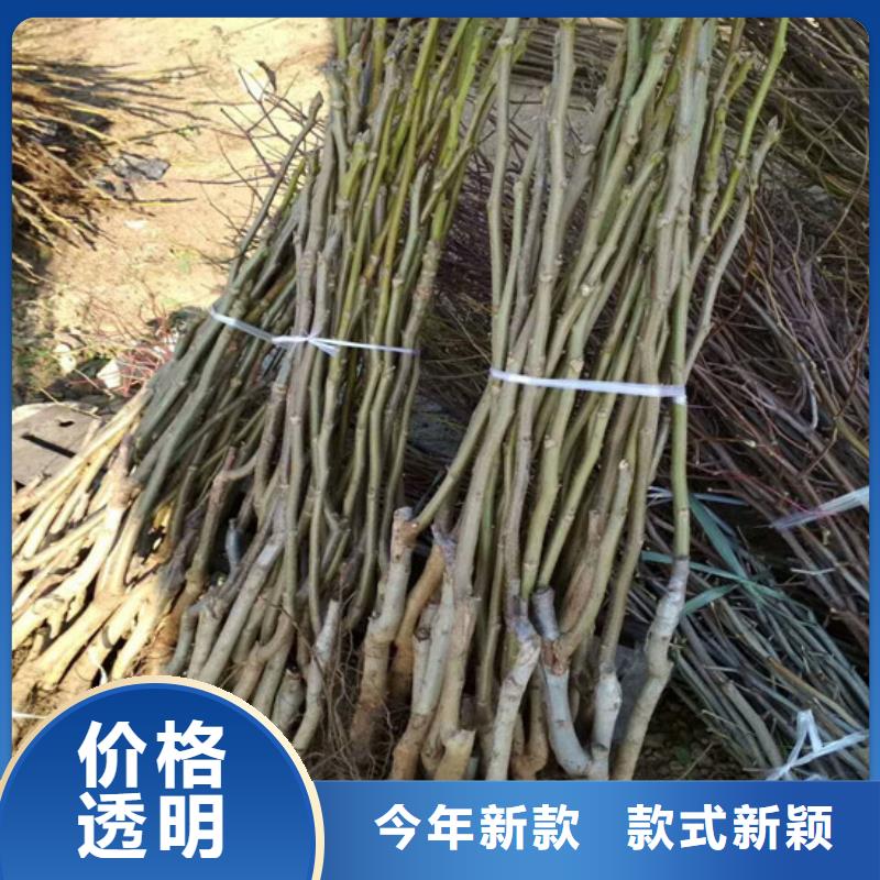 核桃苗梨树苗基地经验丰富质量放心