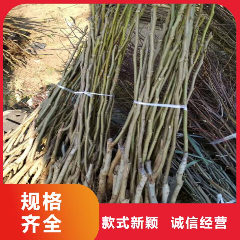 核桃苗【青苹果树苗】助您降低采购成本