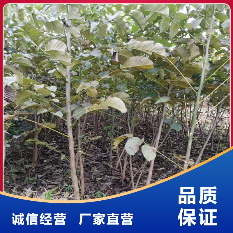 【核桃苗大棚草莓苗我们更专业】