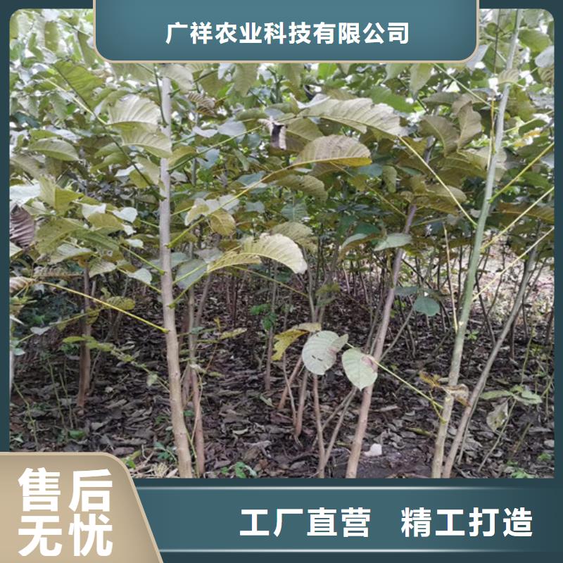 核桃苗苹果苗好品质选我们