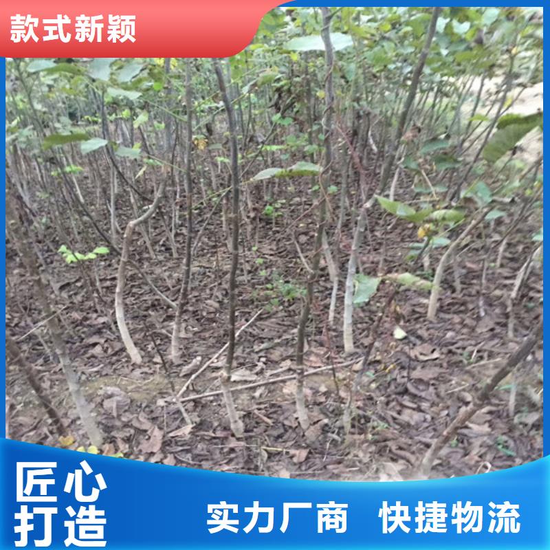 核桃苗果树苗批发基地高品质诚信厂家