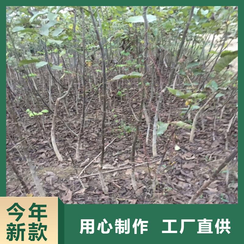 核桃苗桃树苗基地生产经验丰富