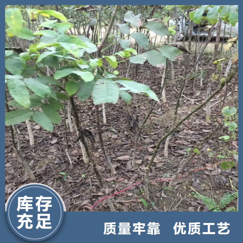 核桃苗梨树苗基地经验丰富质量放心