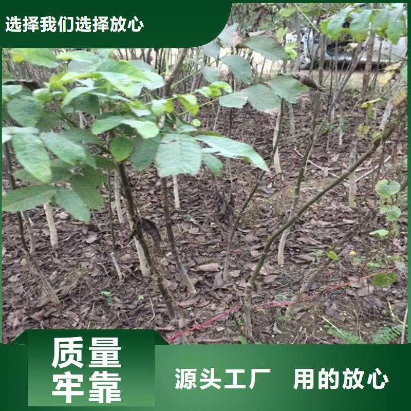 核桃苗_【桃树苗基地】每个细节都严格把关