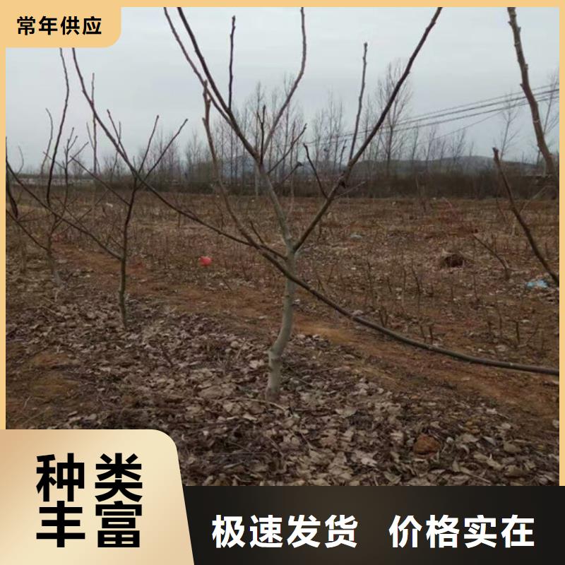 核桃苗【青苹果树苗】助您降低采购成本