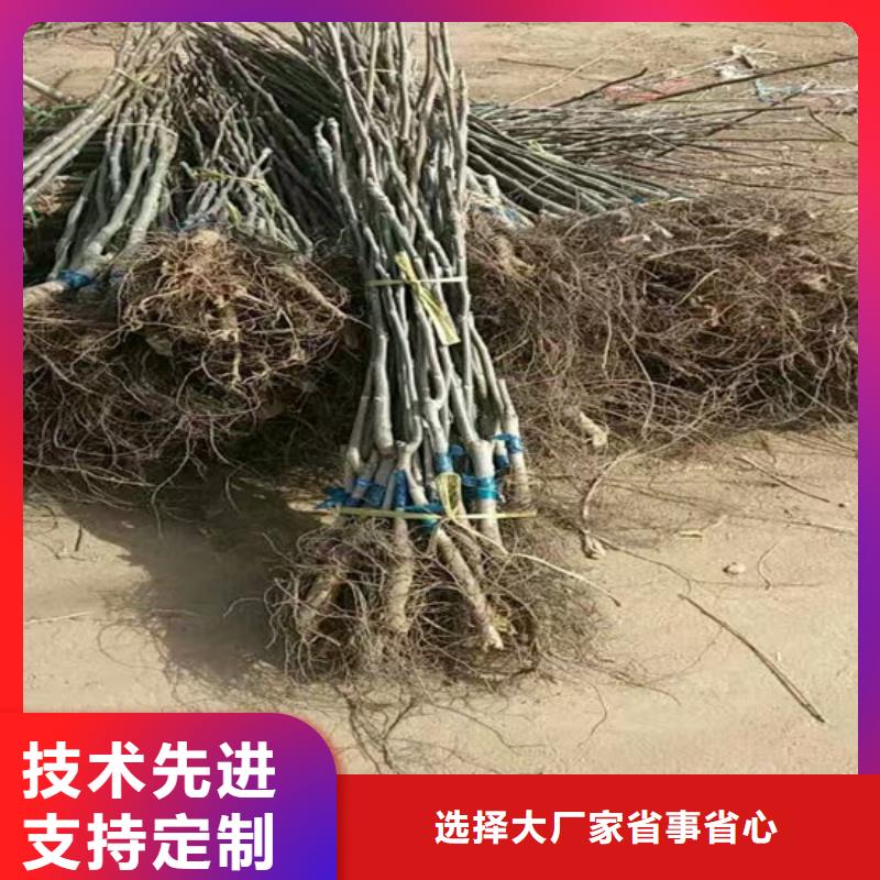 核桃苗_吉塞拉6号砧木老品牌厂家