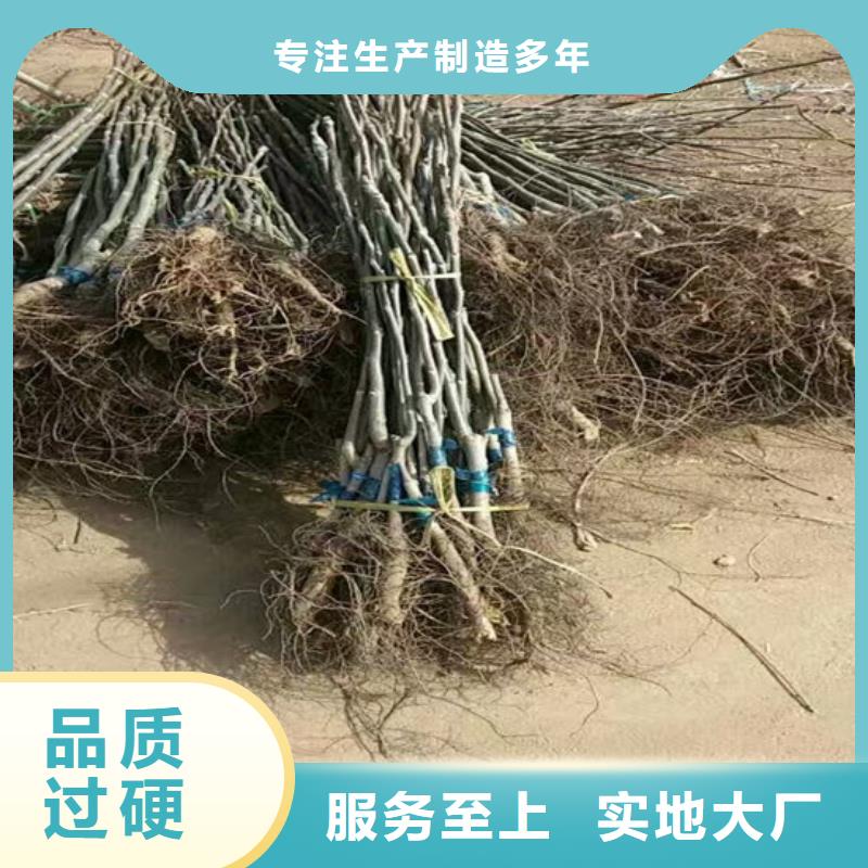 核桃苗甜柿子树苗品质好才是硬道理