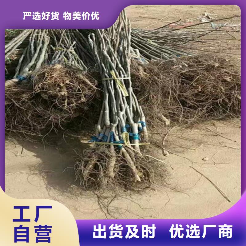 核桃苗,苹果苗品牌大厂家