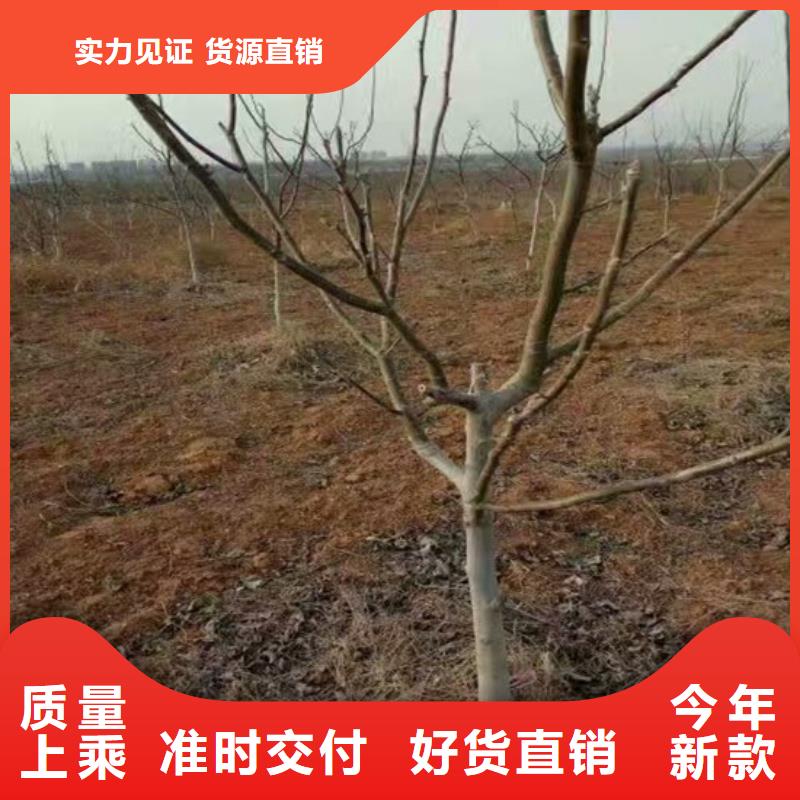 核桃苗【红富士苹果树苗】欢迎来厂考察