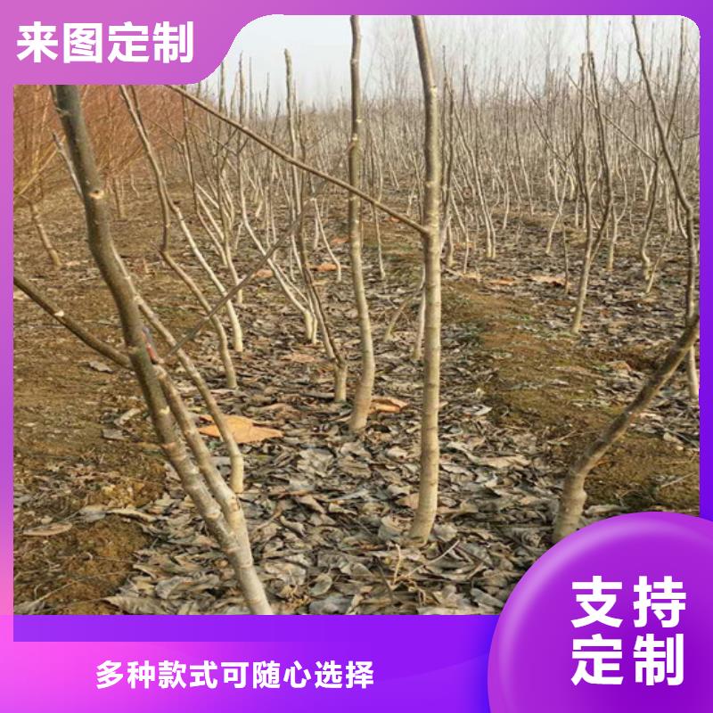 核桃苗梨树苗基地根据要求定制