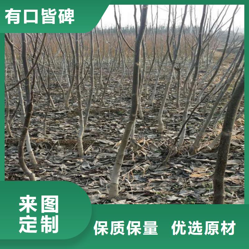 核桃苗梨树苗高质量高信誉