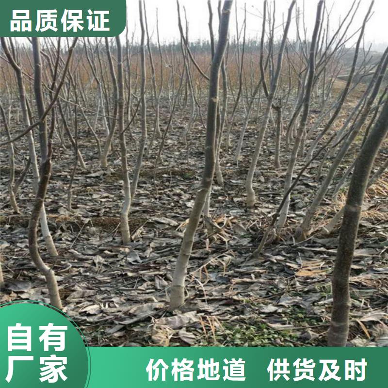 核桃苗毛蟠桃树苗基地口碑好实力强