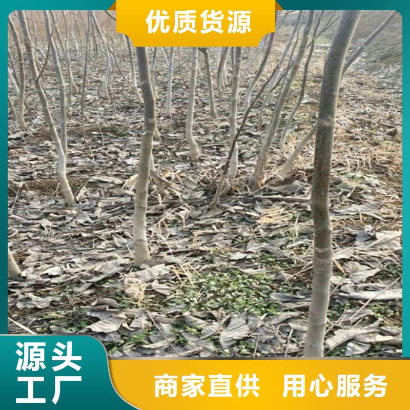 【核桃苗】无花果树苗联系厂家