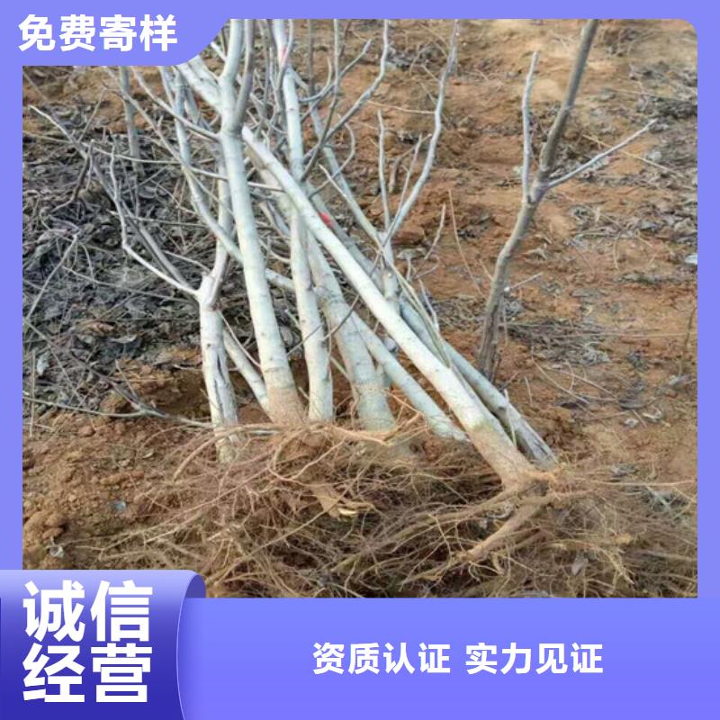 核桃苗苹果苗高标准高品质