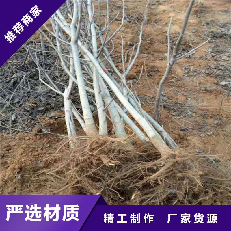 核桃苗桃树苗基地生产经验丰富