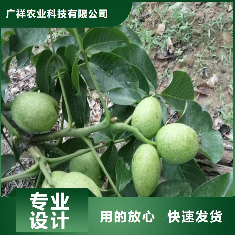 核桃苗,梨树苗质量优价格低