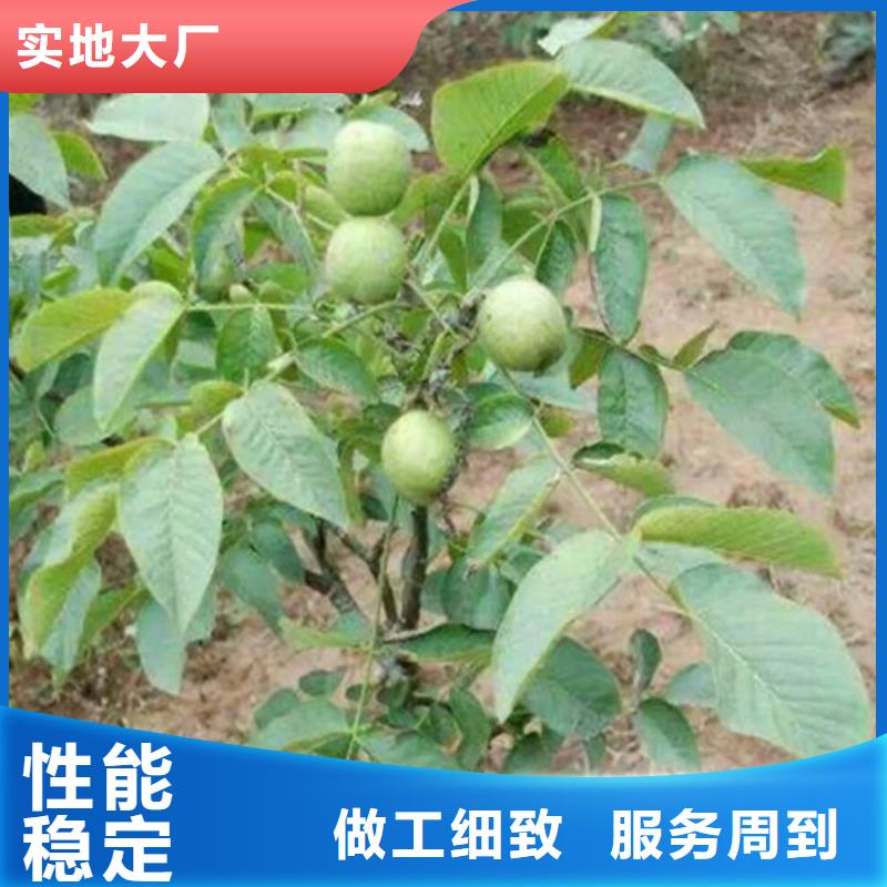 【核桃苗吉塞拉6号砧木物美价优】