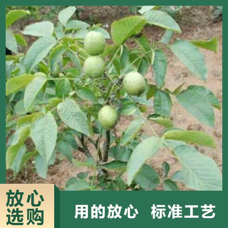 核桃苗-【红颜草莓】高品质诚信厂家